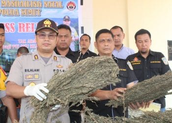 3 Pemilik 2 Hektar Ladang Ganja di Madina Diringkus