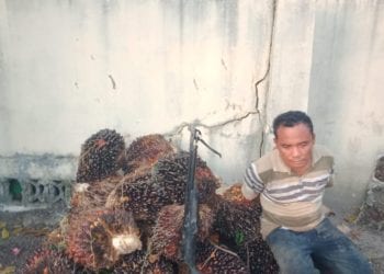 Warga Simalungun pencuri sawit yang ditangkap di Sergai.