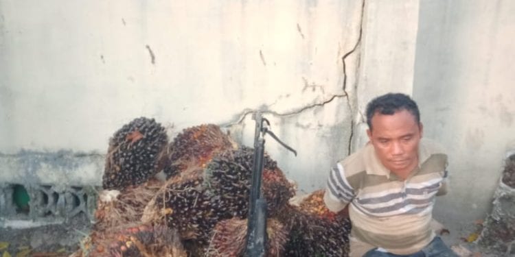 Warga Simalungun pencuri sawit yang ditangkap di Sergai.