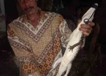 Hiiii Ada Penemuan Anak Buaya di Kecamatan Datuk Bandar Tanjungbalai