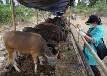 Ilustrasi pengadaan ternak