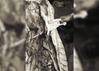 Cuci Kaki di Sungai, Nelayan Kecamatan Tebing Tinggi Barat Dimakan Buaya