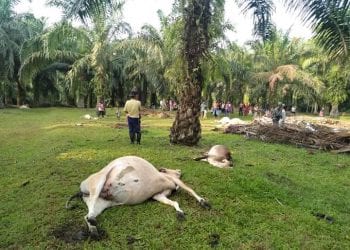 Viral di Facebook, 22 Sapi di Desa Aek Songsongan, Asahan Mati Mendadak