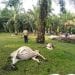 Viral di Facebook, 22 Sapi di Desa Aek Songsongan, Asahan Mati Mendadak