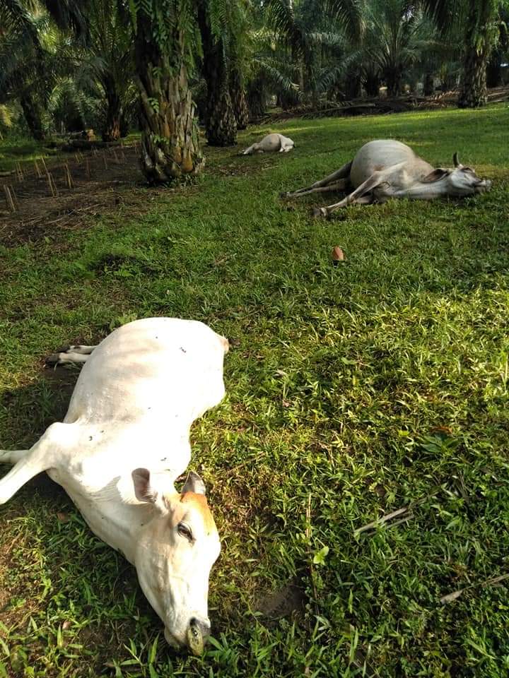 Lembu milik warga yang ditemukan mati di areal kebun sawit di Aek Songsongan Asahan.