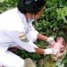 Bayi Siapa Ini, Dibuang di Semak-semak Daerah Kerasaan Simalungun