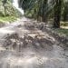 Tak Ada Papan Proyek, Pengerasan Jalan Akses Produksi PTPN IV Pulu Raja Dipertanyakan Warga