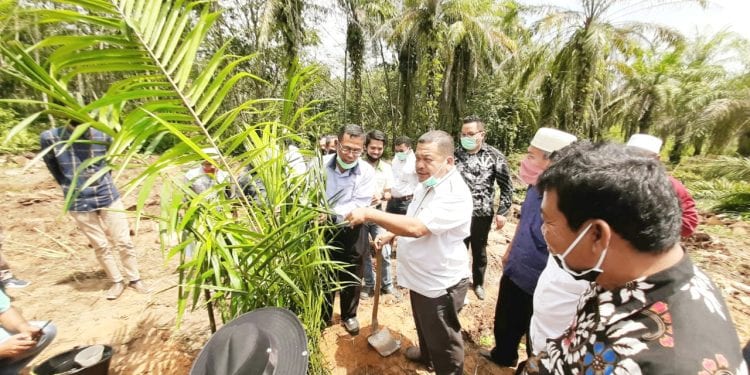Kepala Dinas Pertanian Kabupaten Labuhanbatu Agus Salim Ritonga saat menanam bibit kelapa sawit pada kegiatan tersebut.
