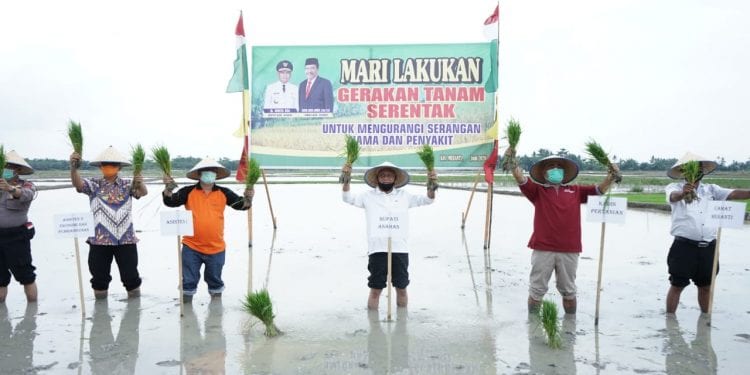 Bupati Asahan Surya Tanam padi di Meranti