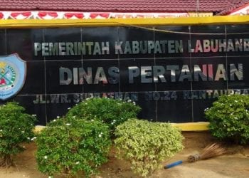 Distan Labuhanbatu Inginkan Petani Kelapa Sawit Sejahtera dengan Program PSR Kementan RI