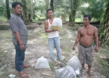 Tingkatkan Ekonomi Warga, Rp10 Juta Dana Desa Alang Bonbon Untuk Pembuatan dan Budidaya Ikan