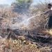 Tim Gabungan Berhasil Atasi Kebakaran Lahan di Muara Manompas