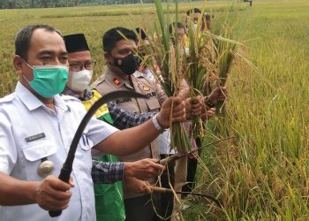 Kelompok Tani Binaan Baznas Asahan Panen Raya Padi