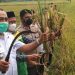 Kelompok Tani Binaan Baznas Asahan Panen Raya Padi