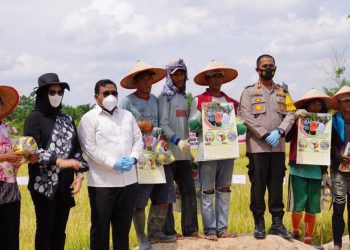 Walikota dan Kapolres Tanjungbalai Panen Raya Padi di Kelurahan Sijambi