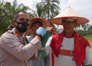 Kampung Tangguh Ketahanan Pangan Binaan Polres Tanjungbalai Panen Raya Padi  