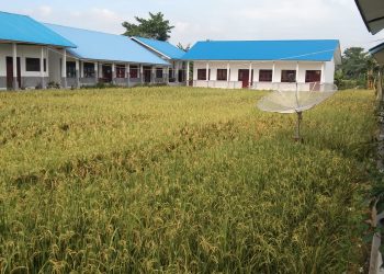 Gawat, Halaman SMA N 1 Sei Balai Batubara Ditanami Padi, Kasek: Wartawan Manapun Tak Ada Hak Bertanya Kepada Saya