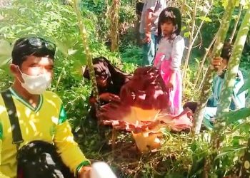 Bunga Bangkai Tumbuh di Lahan Kosong, Hebohkan Warga Gang Pantai Asahan