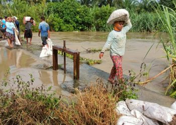 Tanggul Sungai Jebol, Petani di Kecamatan Meranti Rugi Miliaran Rupiah