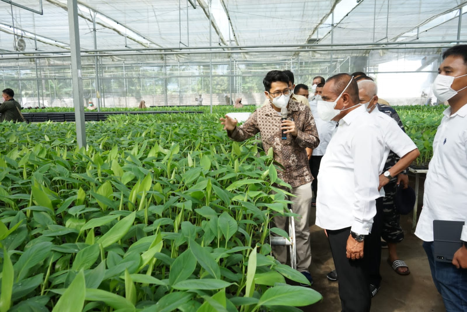 Gubsu Minta Pemkab Asahan Dukung PT Hijau Surya Biotechindo Kembangkan Pembibitan Pisang Kepok