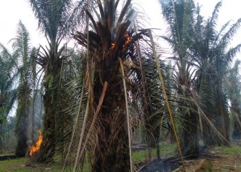 Puluhan Hektar Lahan PTPN4 Bah Jambi Dirusak dan Dibakar