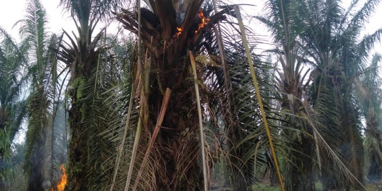 Puluhan Hektar Lahan PTPN4 Bah Jambi Dirusak dan Dibakar
