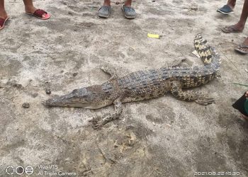 Hiiii Warga Temukan Buaya di Silau Laut Asahan