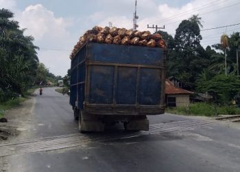 Dinilai Bahayakan Pengguna Jalan, Truk Bermuatan TBS Tanpa Jaring Pengaman Bebas Melintasi Jalanan di Asahan