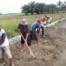 Kades Serdang Ajak Warga Gotong Royong Bersihkan Jalan Pertanian