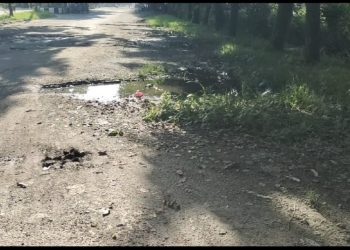 Sepanjang Jalan Abdi Setia Bhakti Banyak Kubangan Kerbau