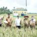 Panen Raya Padi di Desa Gajah, Bupati Asahan Harap Petani Mustahik jadi Muzaki