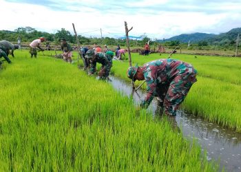 Satgas Pamtas Yonif 126/KC Tanam Padi di Kampung Batom