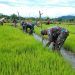 Satgas Pamtas Yonif 126/KC Tanam Padi di Kampung Batom