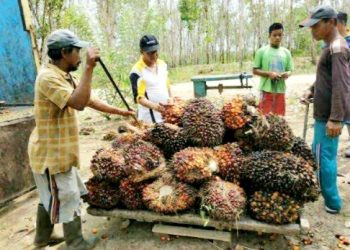 Larangan Ekspor CPO, Petani Sawit di Asahan Terhimpit Hutang
