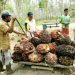 Larangan Ekspor CPO, Petani Sawit di Asahan Terhimpit Hutang