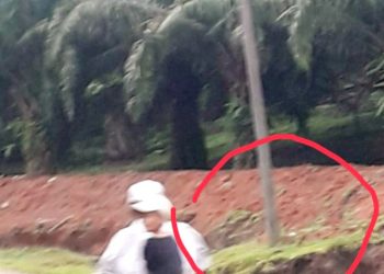 Warga Cemaskan Galian Parit PTPN III Ambalutu Dapat Tumbangkan Tiang Listrik PLN