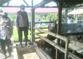 Cegah PMK, Kasat Bimas  Polres Batubara Imbau Peternak Sapi Ikuti Bimbingan Dokter Hewan