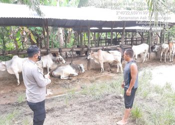 Personel Polsek Bandar Pulau imbau Peternak Lembu untuk Antisipasi PMK