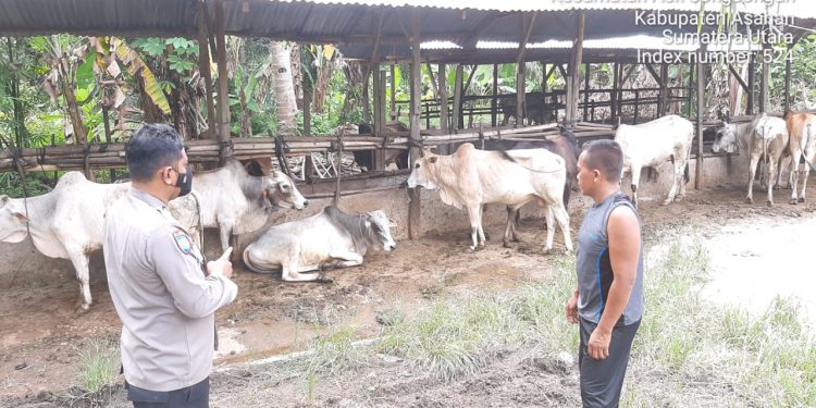 Personel Polsek Bandar Pulau imbau Peternak Lembu untuk Antisipasi PMK