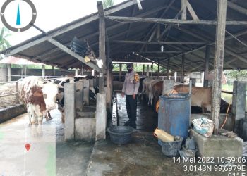 Bhabinkamtibmas Polsek Air Joman Cek Peternak Sapi 
