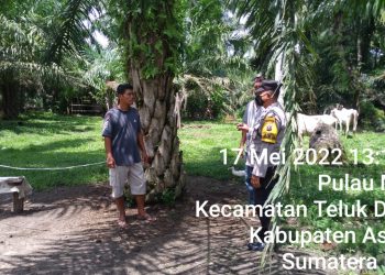 Personel Polsek Air Batu dan Simpang Empat Asahan Lakukan Penyuluhan dan Pengecekan Ternak Lembu