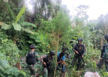 Satgas Pamtas Yonif 126/KC Musnahkan 400 Meter Persegi Ladang Ganja di Papua