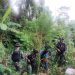 Satgas Pamtas Yonif 126/KC Musnahkan 400 Meter Persegi Ladang Ganja di Papua