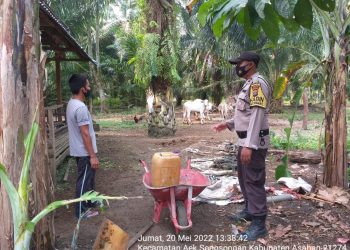 Bhabinkmatibmas Polsek Simpang Empat Beri Imbauan pada Peternak Lembu 