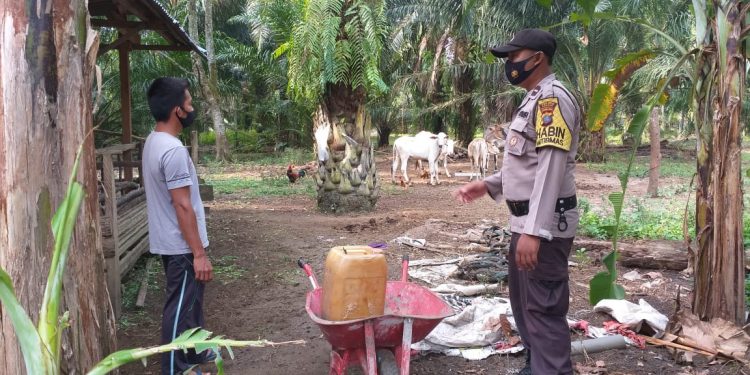 Bhabinkmatibmas Polsek Simpang Empat Beri Imbauan pada Peternak Lembu 