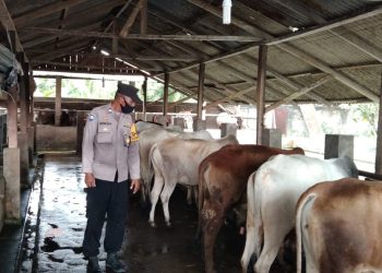Bhabinkmatibmas Polsek Air Joman Polres Asahan Beri Himbauan Kepada Peternak Lembu