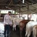Bhabinkmatibmas Polsek Air Joman Polres Asahan Beri Himbauan Kepada Peternak Lembu