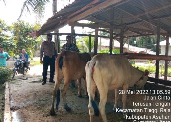 Bhabinkamtimas Polsek Prapat Janji Ingatkan Peternak Jaga Kebersihan Kandang