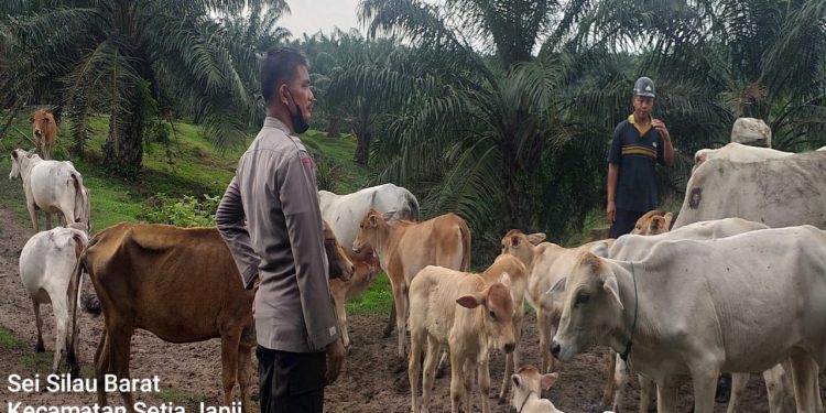 Peternak Diimbau Personel Bhabinkamtibmas Polsek Prapat Janji untuk Jaga Kesehatan Hewan dan Kebersihan Kandang 