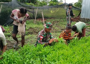 Satgas Yonif 126/KC Bantu Warga Perbatasan RI-PNG Panen Kangkung